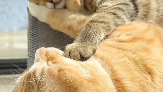 Cat Waking Up Confused! Where Am I? 11