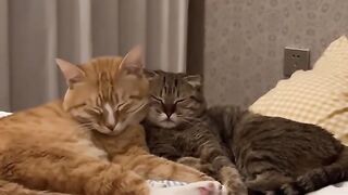 Cat Enjoying a Gentle Brushing! ASMR! 12