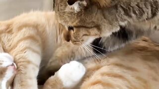 Cat Wearing a Cute Little Tie! Business Cat! 9