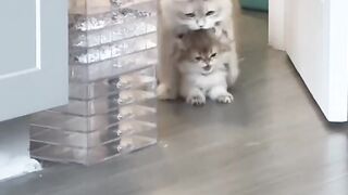 Cat Sneezing 5 Times in a Row! 10