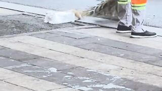 Cat Meowing "Hello"! Talking Pet! 12