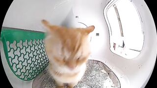 Cat Falling Asleep Sitting Up! 11