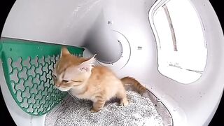 Cat Refusing to Give the Toy Back! 12