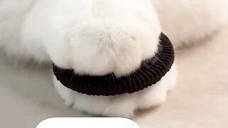Cat Reacting to a Magic Trick! 🪄 11