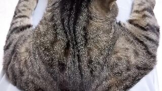 Cat Sleeping in the Weirdest Position Ever! 11