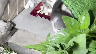 Cat Protecting Owner from a Bug! 12
