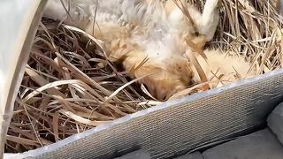 Cat Trying to Drink from a Straw! 22