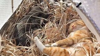 Cat Getting Mad at its Own Tail! 11
