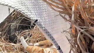 Cat Loving a Belly Rub! Rare Footage! 11