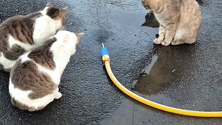Cat Eating Watermelon! ASMR Crunches! 11