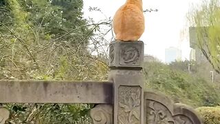 Cat Knocking Everything off the Table! 12