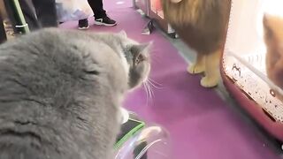 Cat Trying to Catch the Printer Paper! 12
