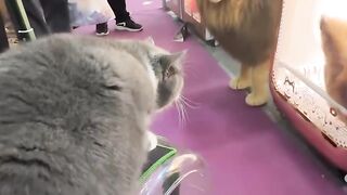 Cat Smiling for the Camera! 📸 12