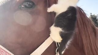 Cat Refusing to Wake Up! Heavy Sleeper! 11