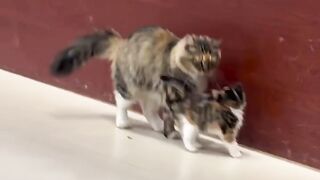 Cat Meowing at the Shower Water! 11