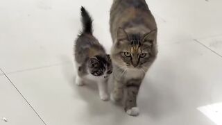 Cat Getting a Brain Freeze! 😂 12