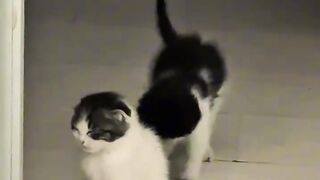 Cat Tries to Catch Fish on TV! 12
