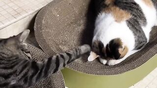 Clumsy Cat Falls off the Bed! 12