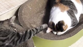 Cat Addicted to Belly Rubs! 10