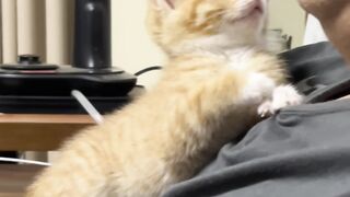 Cat Sings a Duet with Owner! 12
