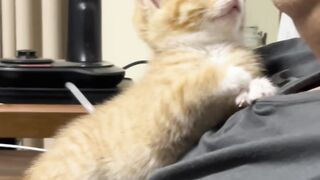 Cat Hates the New Vacuum Cleaner! 12