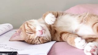 The Fluffiest Cat on the Internet! 12