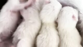 Cat Trying to Drink from a Water Bottle! 12