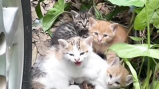 Cat Caught Stealing a Chicken Nugget! 11