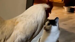 Cat Enjoying a Spa Day! 💆‍♂️ 9