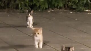 Kitten Tries to Intimidate a Big Dog! 11