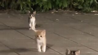 Cat Obsessed with Q-Tips! 11