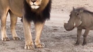 Lion and pig