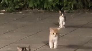 Cat Doing a Perfect Parkour Jump! 11