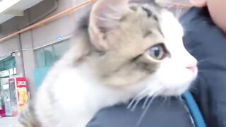 Cat Reacts to a Fake Snake! 😂 12