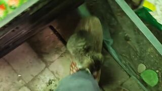 Cat Tries to Catch a Laser Pointer! 12