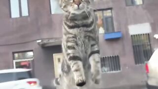 Cat Sitting Like a Human! 10