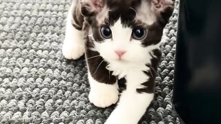 Cat Begging for Ice Cream! 🍦 11