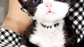 Cat Reacts to Owner's Sneeze! 11