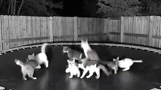 Cat Knocking a Glass off the Table! 10