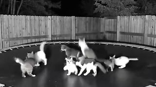Kitten Learning to Pounce! 12