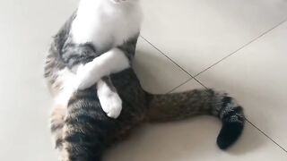 Cat Tangled in the Window Blinds! 11
