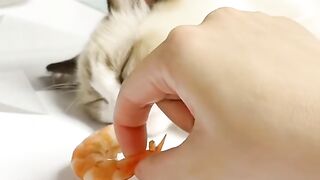 Cat Fighting its Own Shadow! 10