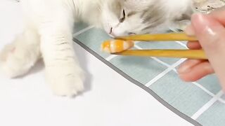 Cat Wakes up Confused! 12