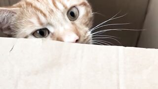 Cat Bringing a Toy to Bed! 11