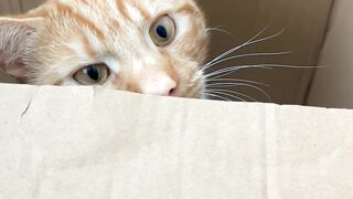 Cat Yelling at the Closed Door! 12