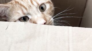 Cat Tries to Fit in a Tiny Box! 11