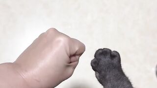 Cat Meets a Baby Chick! 🐥 12