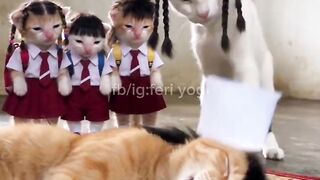 Funny cat 387