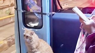 Cat sit