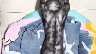 Cat Purring Like a V8 Engine! 11